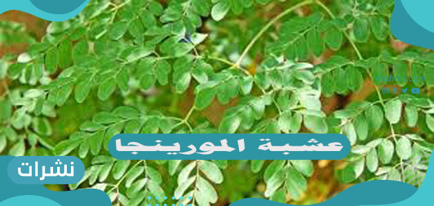 عشبة المورينجا
