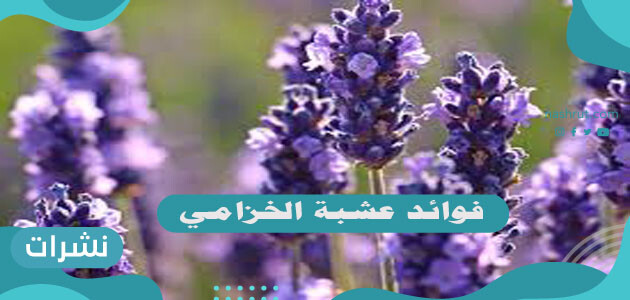 فوائد عشبة الخزامي