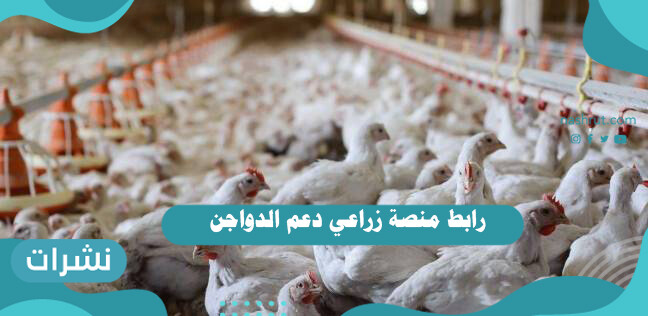 رابط منصة زراعي دعم الدواجن