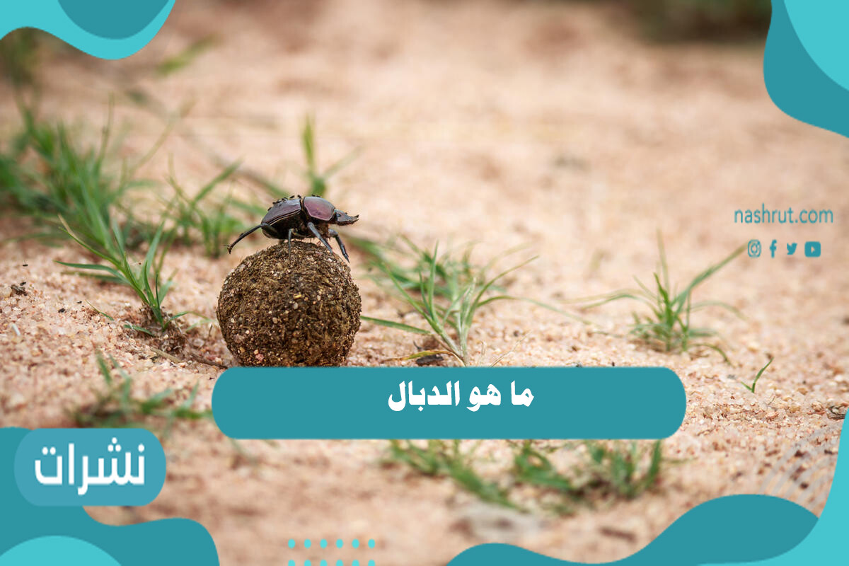 ما هو الدبال
