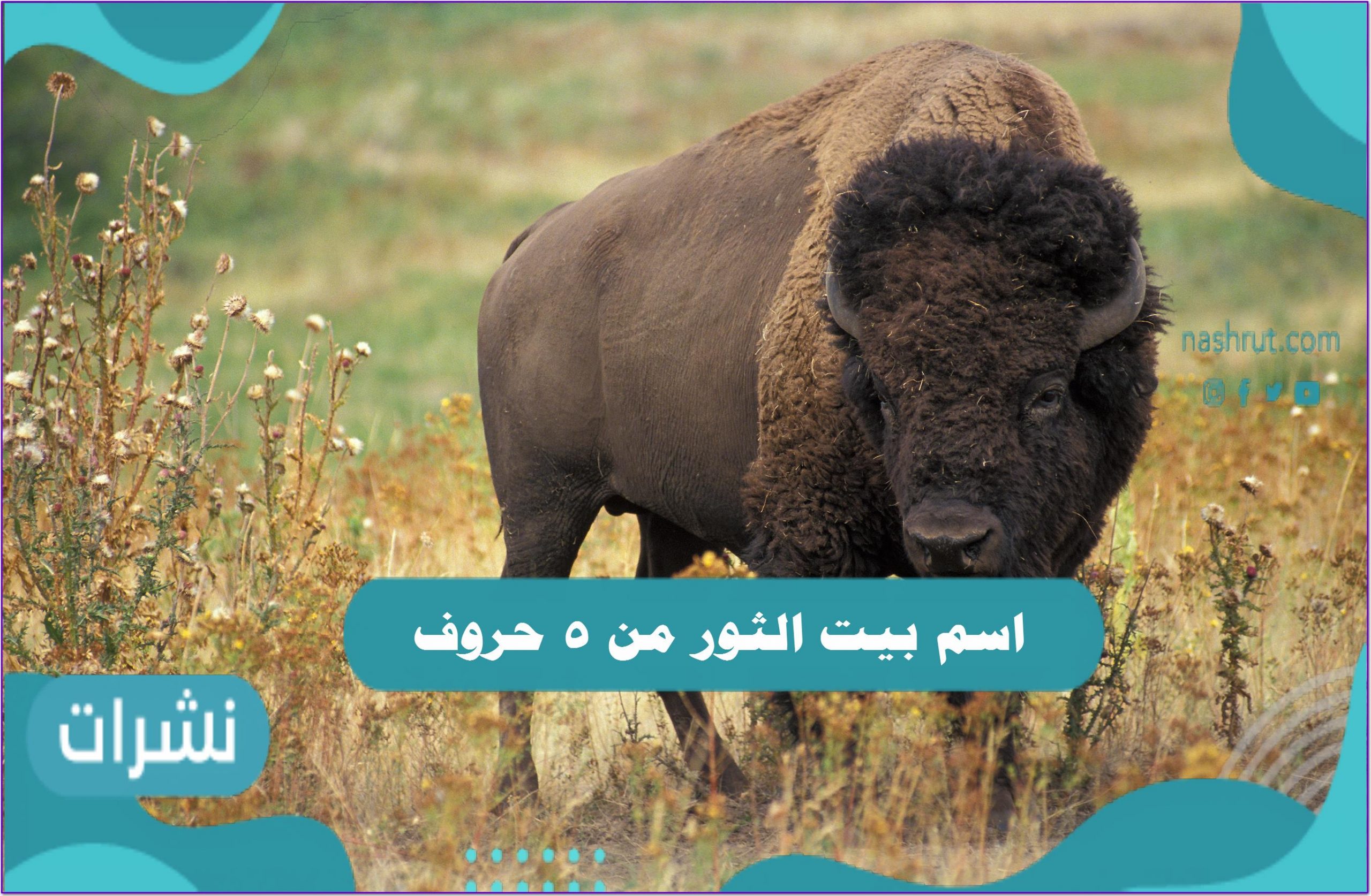 اسم بيت الثور من خمس حروف