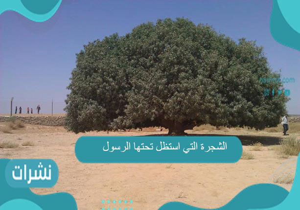 الشجرة التي استظل تحتها الرسول