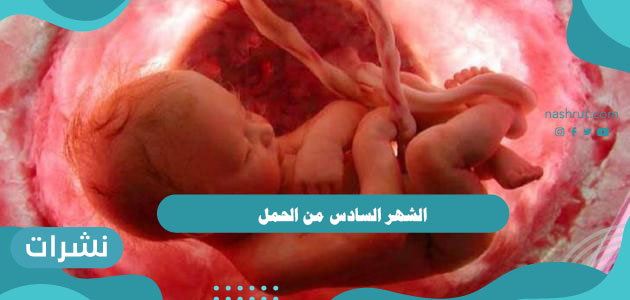 الشهر السادس من الحمل | التطورات، التغذية، حركة الجنين