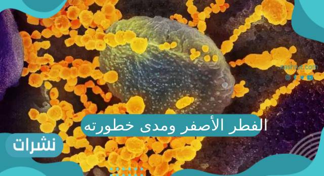 الفطر الأصفر.. كل ماتود معرفته حول الفطر الأشد خطورة وماهي أبرز أعراضه