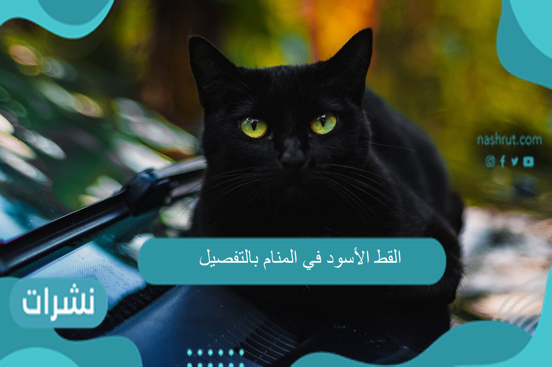 القط الأسود في المنام بالتفصيل