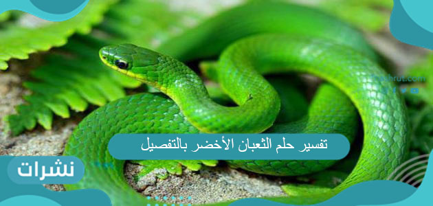تفسير حلم الثعبان الأخضر بالتفصيل