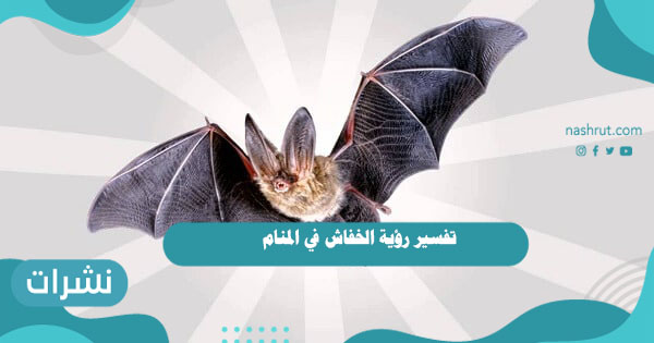 تفسير رؤية الخفاش في المنام