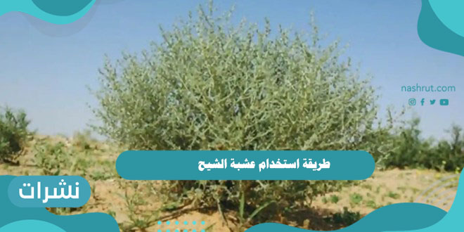 طريقة استخدام عشبة الشيح