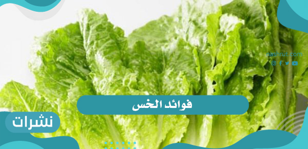 فوائد الخس