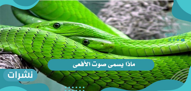 ما اسم صوت الافعى