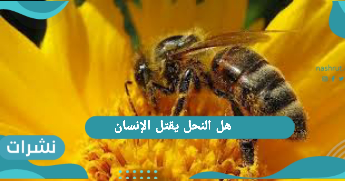 هل النحل يقتل الإنسان