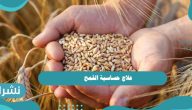 علاج حساسية القمح | الأسباب والأعراض والتشخيص ودرجات الحساسية