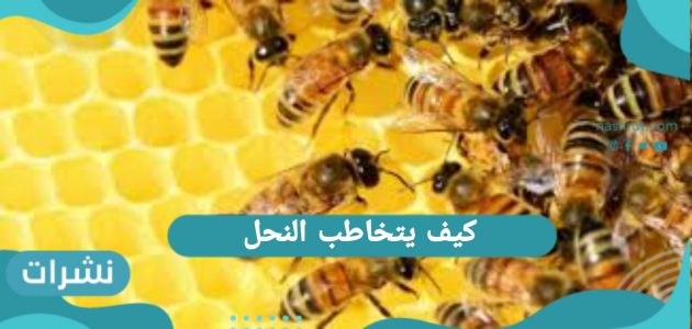كيف يتخاطب النحل