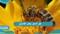 هل النحل يقتل الإنسان