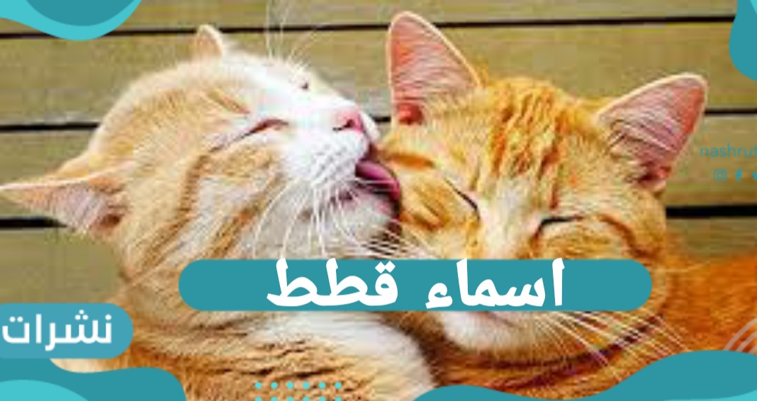 أسماء قطط 2021