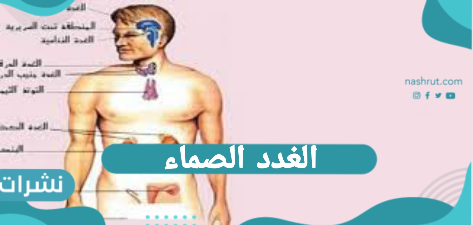 الغدد الصماء
