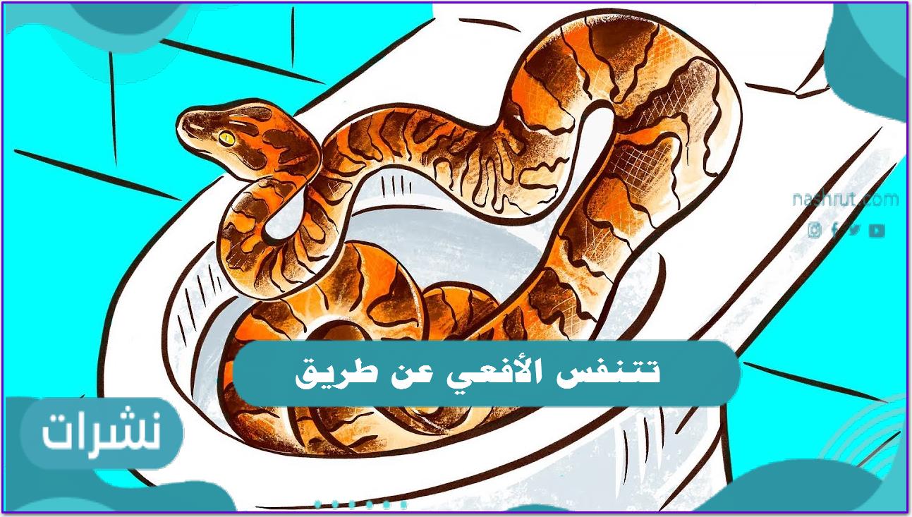 تتنفس الأفعي عن طريق