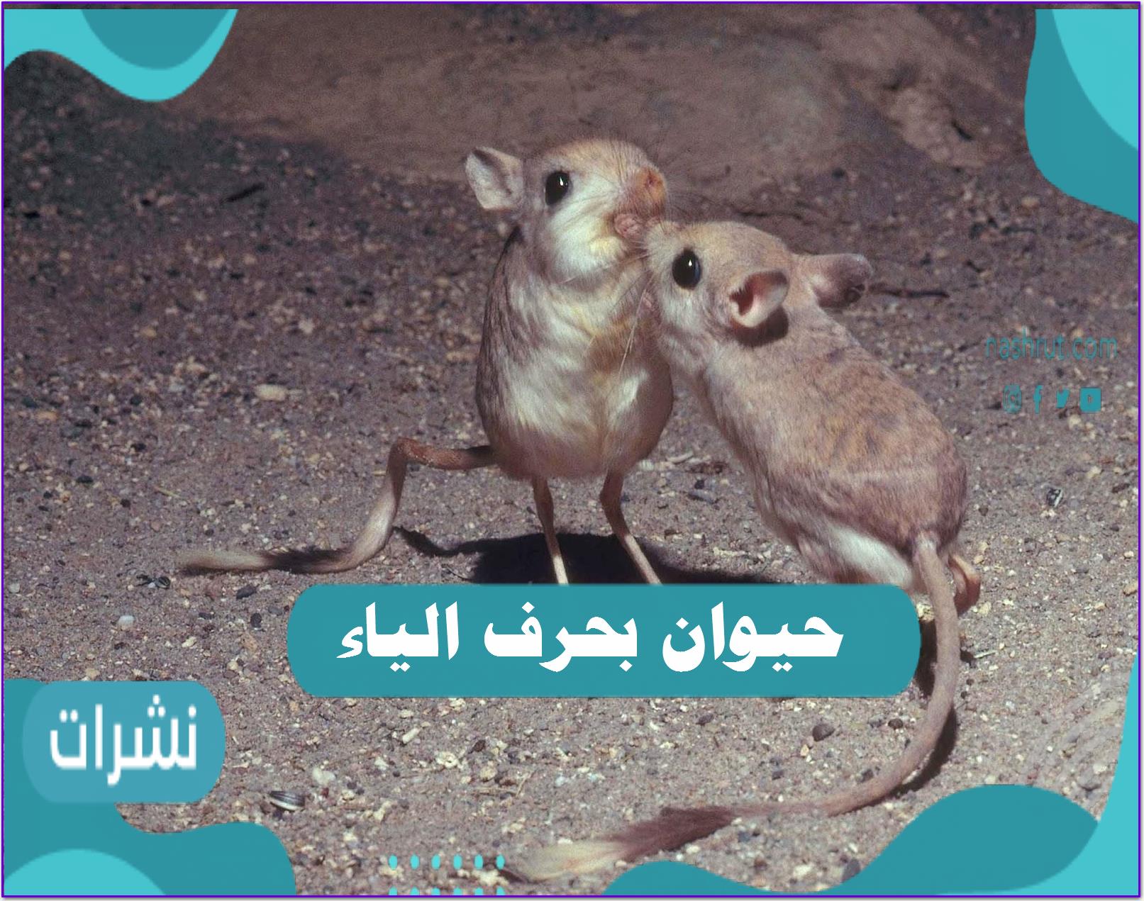 حيوان بحرف الياء