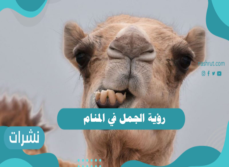 رؤية الجمل في المنام