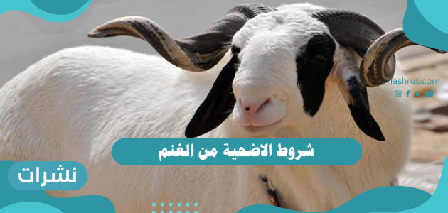شروط الاضحية من الغنم