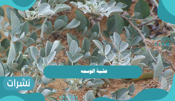 عشبة الوسمه الحل السحري للعديد من المشاكل وأبرزها الشيب المبكر