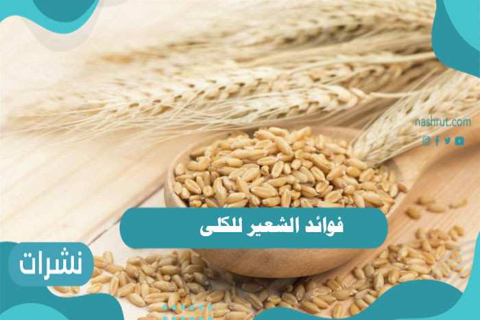 فوائد الشعير للكلى وأضراره
