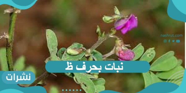 نبات بحرف ظ