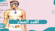ما هي الغدد الصماء | الفرق بين الغدد الصماء والغير صماء