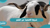 شروط الاضحية من الغنم | العيوب المانعة لإجزاء الأضحية | أفضل أنواع الأضحية