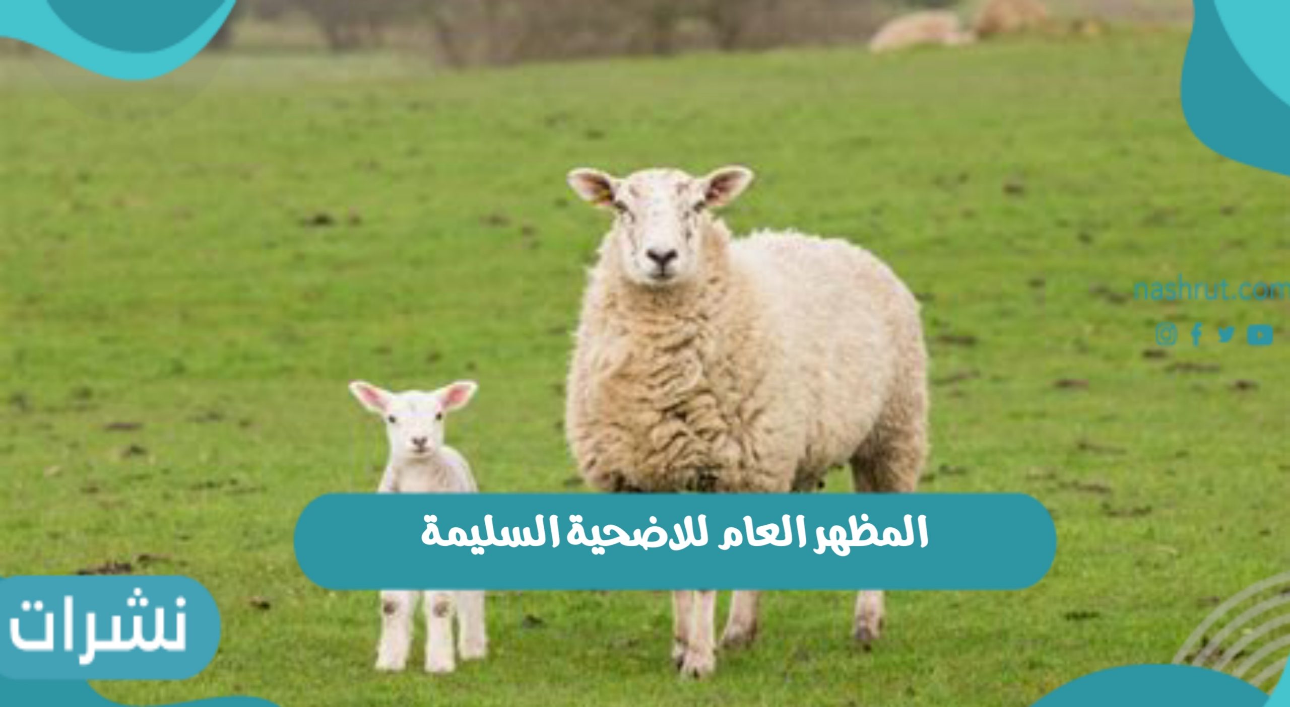 المظهر العام للأضحية السليمة