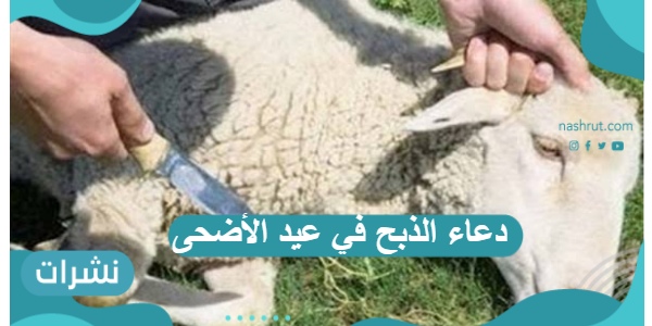 دعاء الذبح في عيد الأضحى مع أهم قواعد وآداب ذبح الأضحية