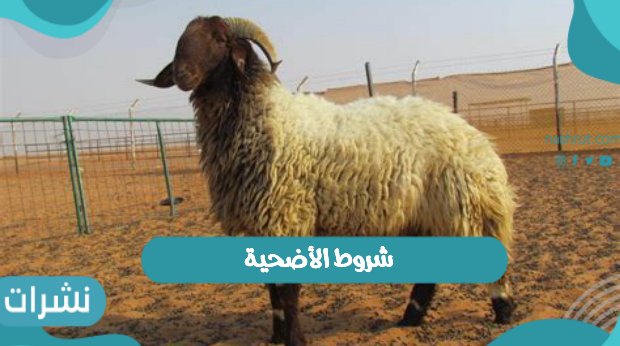شروط الأضحية السليمة | ذبيحة عيد الأضحى