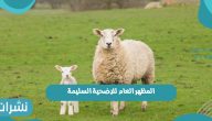 المظهر العام للاضحية السليمة