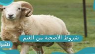 شروط الأضحية من الغنم