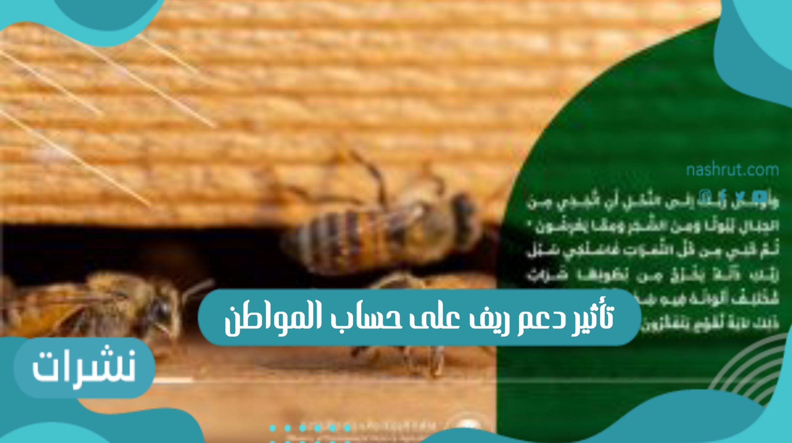 مدى تأثير دعم ريف على حساب المواطن السعودي