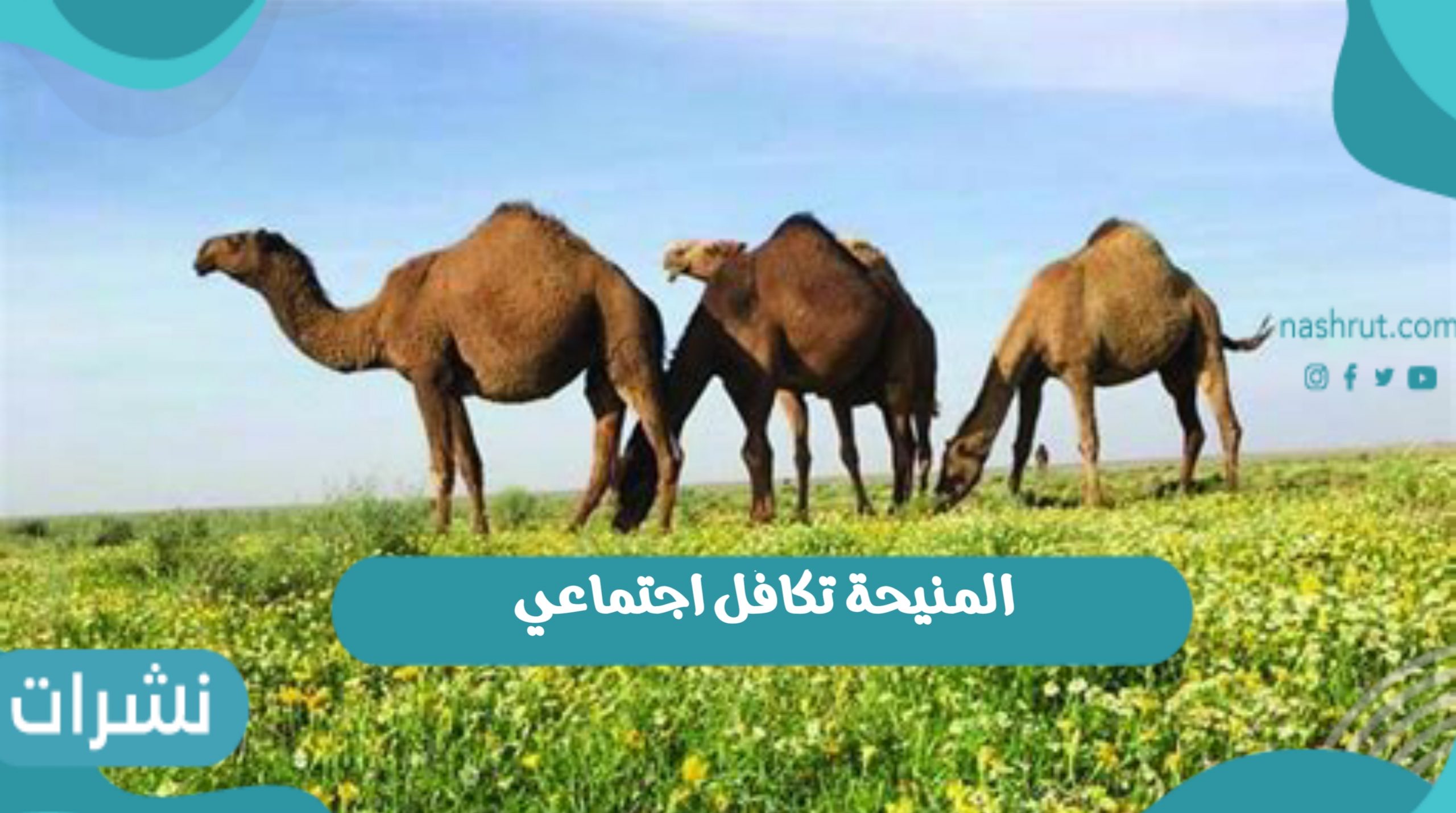 المنيحة تكافل اجتماعي