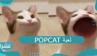 لعبة Popcat.. فتح فم القطة وماهي المكافآت المتوقعة ومن المتصدر حتى الآن