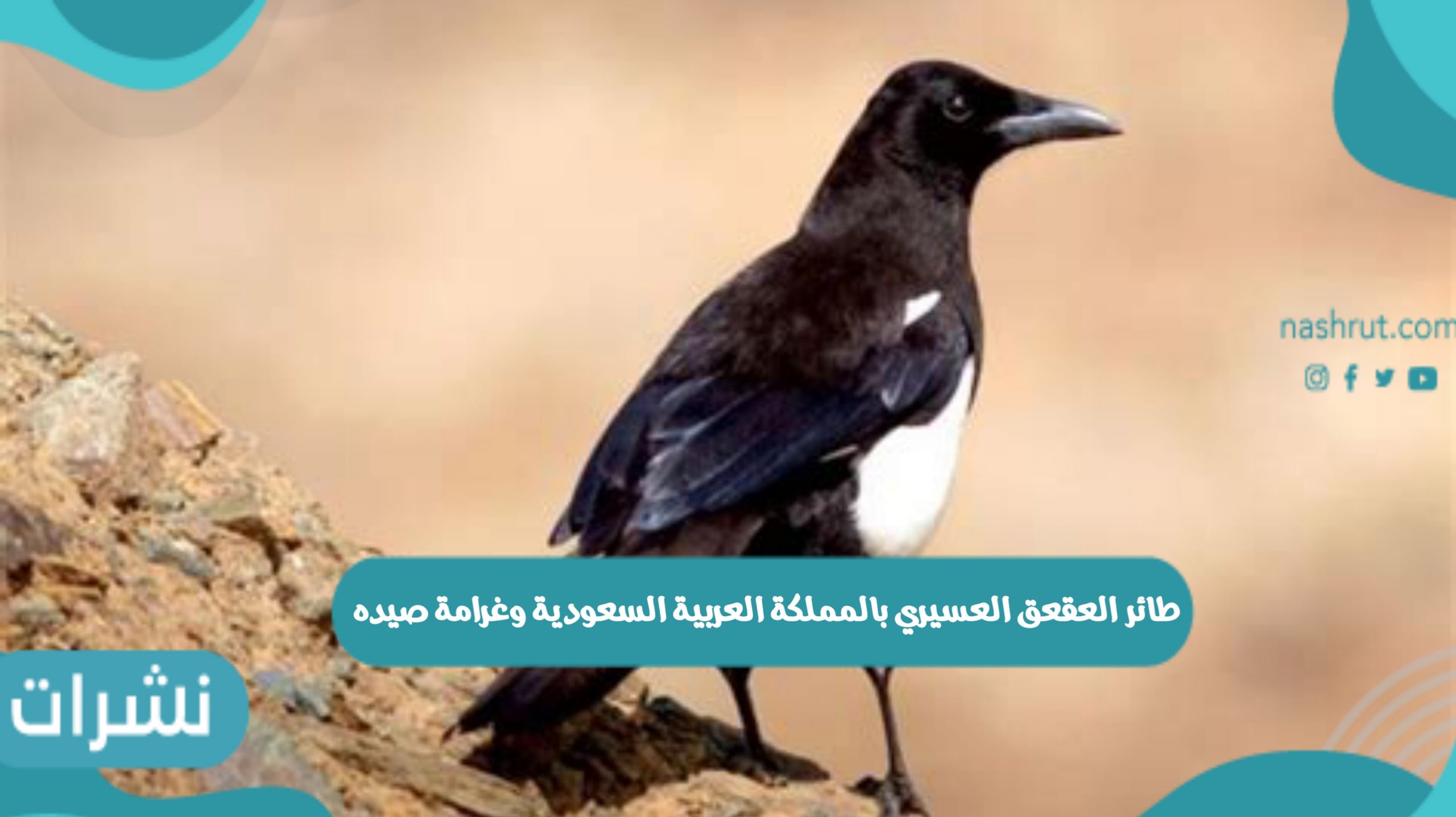 العقعق العسيري