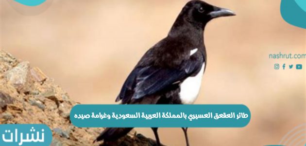طائر العقعق العسيري بالمملكة العربية السعودية وغرامة صيده