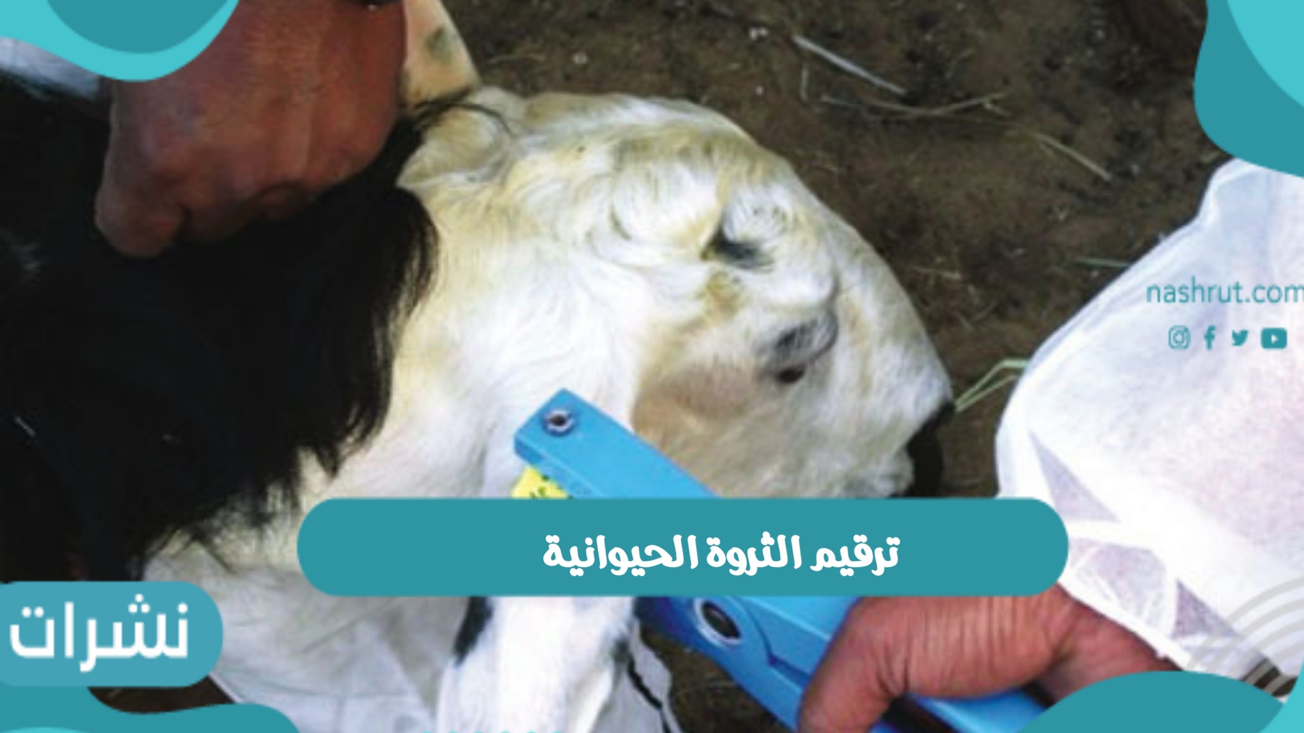 ترقيم الثروة الحيوانية وطريقة تسجيل الحيوانات في المملكة