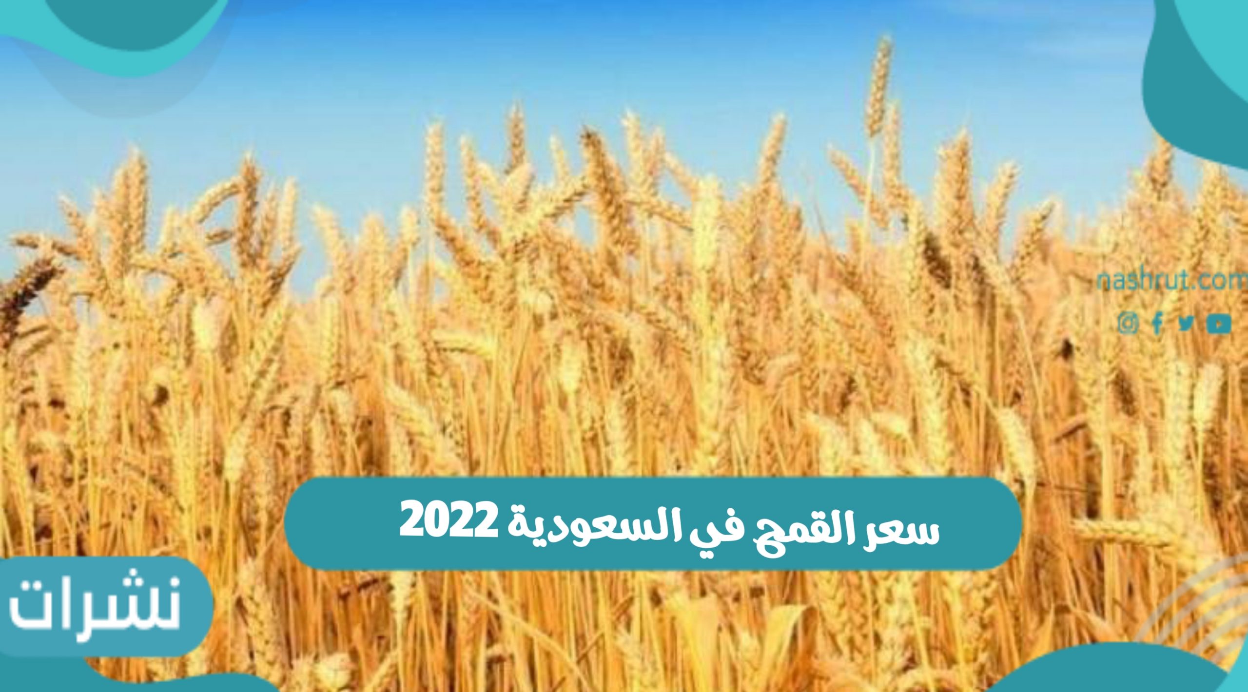 سعر القمح في السعودية 2022