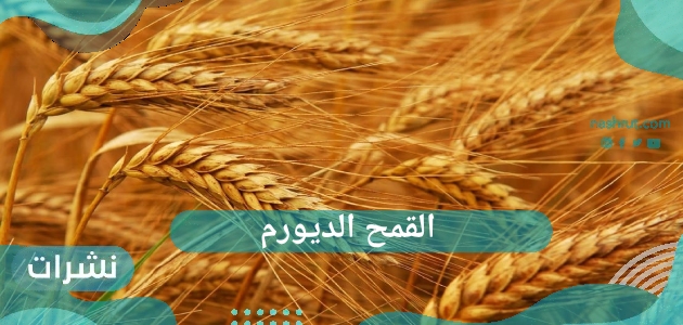 القمح الديورم…برنامج يعمل على اختصار ثلاثة سنوات في عملية إنتاجه