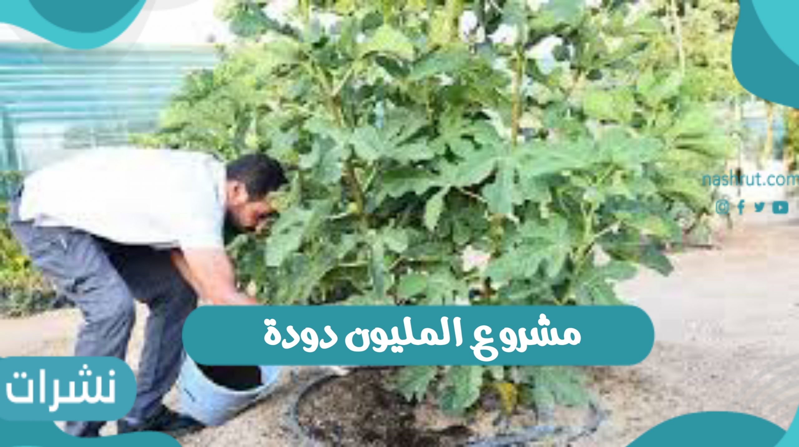 مشروع المليون دودة