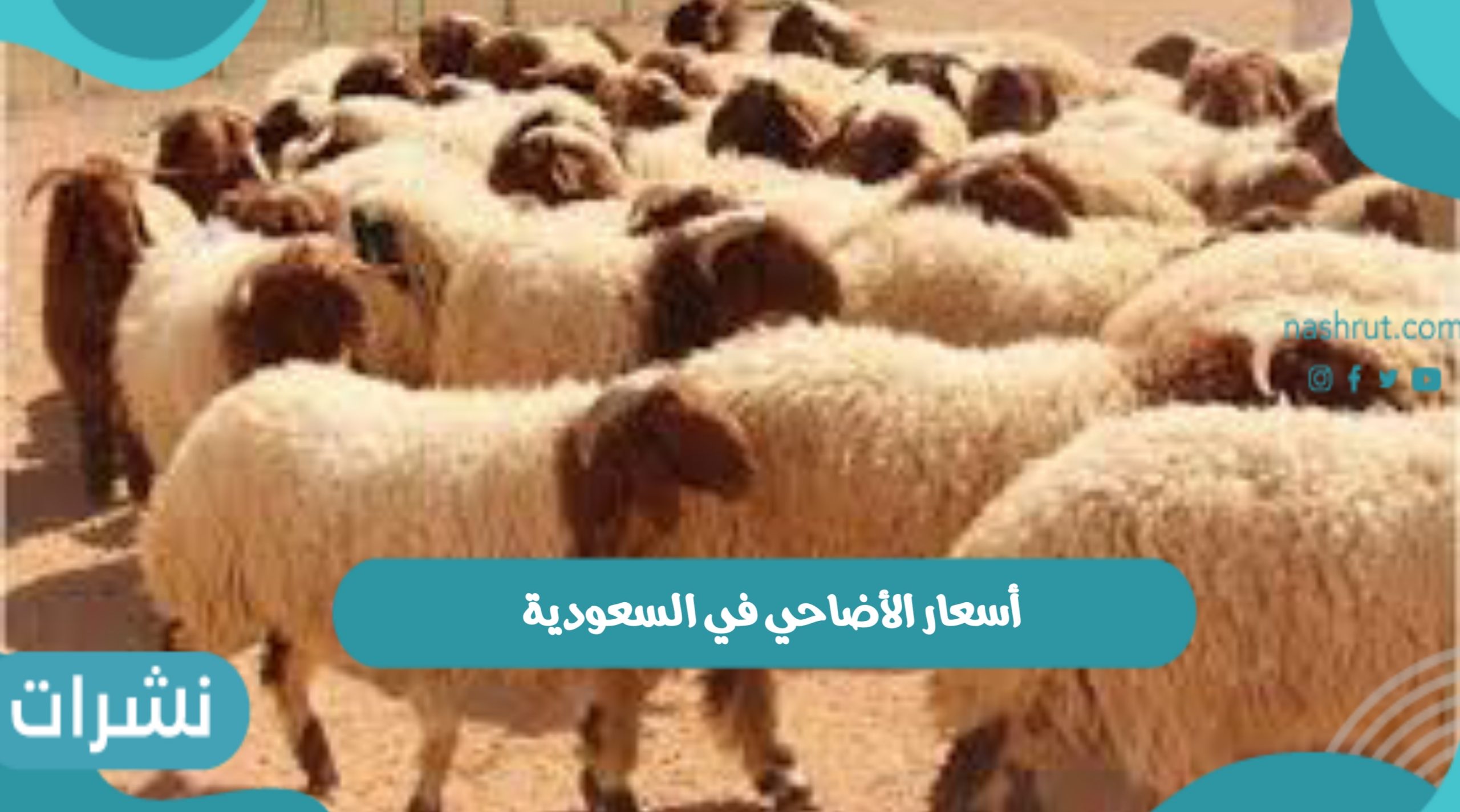 أسعار الأضاحي في السعودية