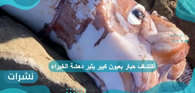 أكتشاف حبار بعيون كبير يثير دهشة الخبراء