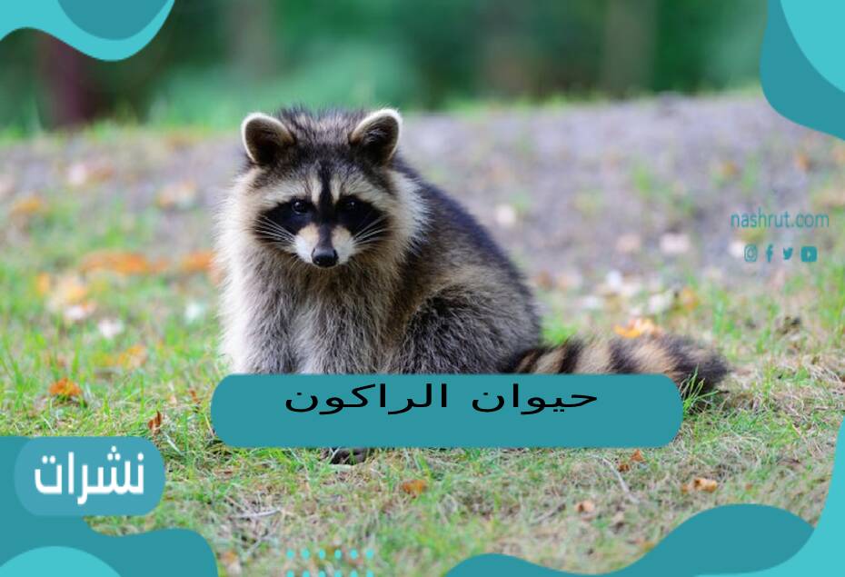 حيوان الراكون