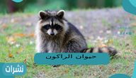 حيوان الراكون