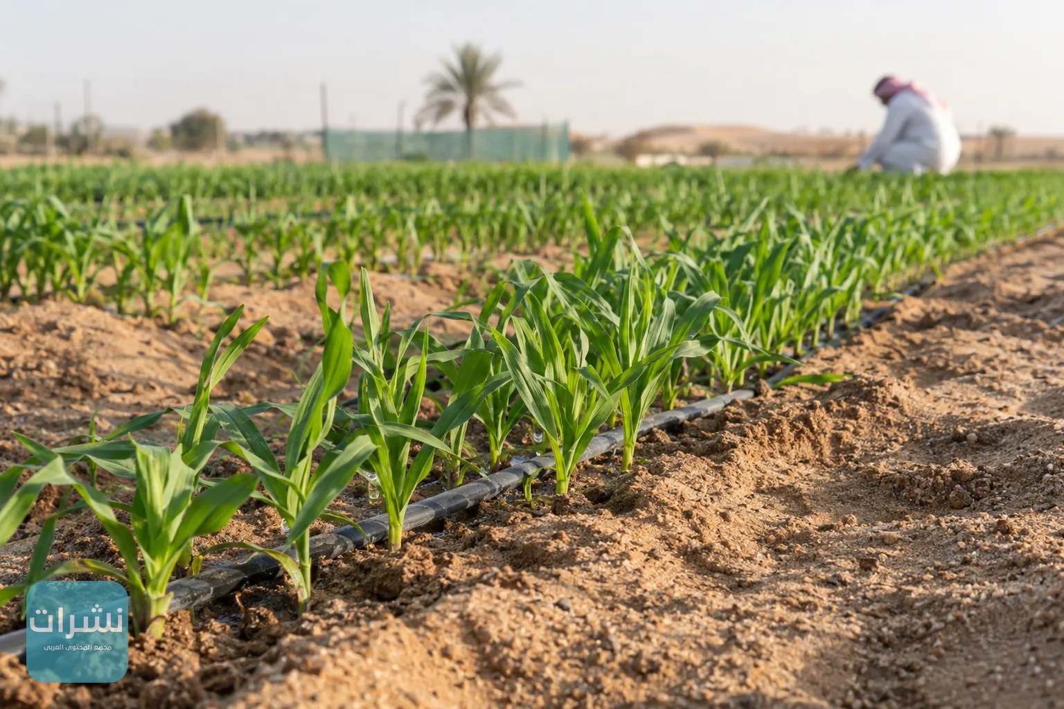 شتلات أعلاف موسمية صغيرة في صفوف منتظمة على تربة رملية داخل مزرعة
